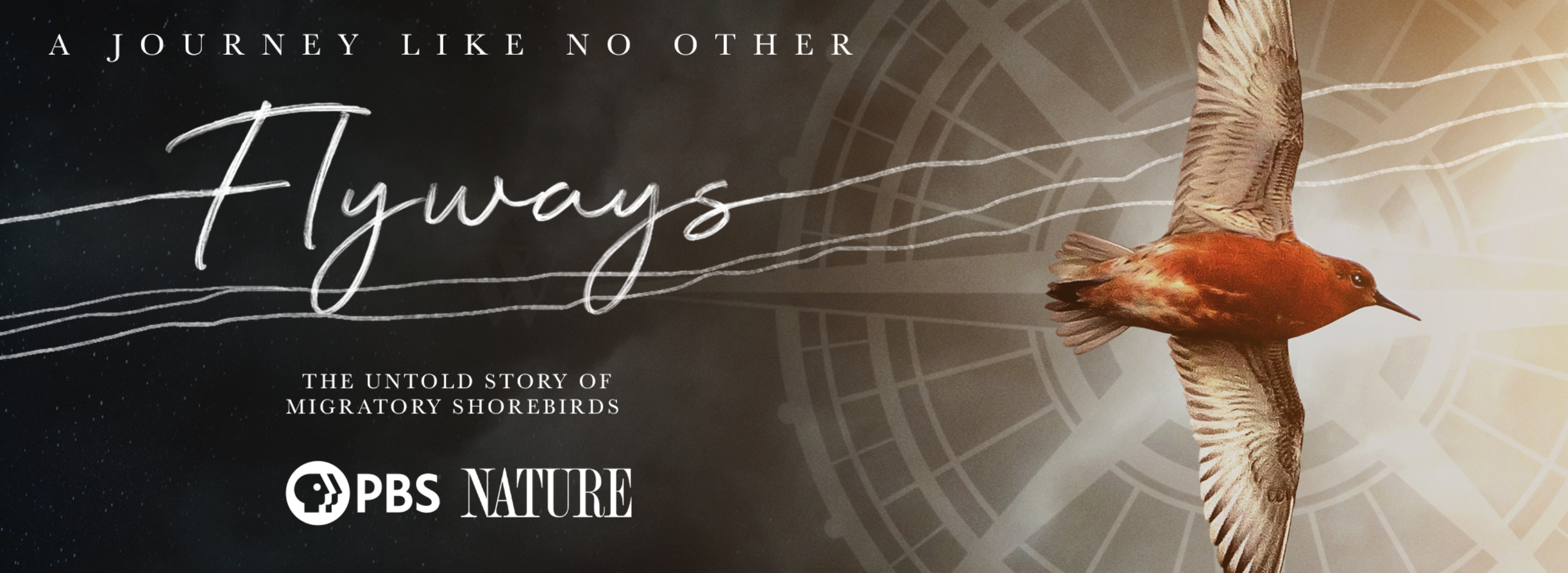 Bird in flight on poster for Flyways television show.